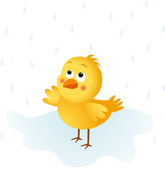 Chick in the rain
