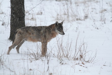 Fototapeta na wymiar wolf in the snow