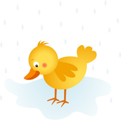 Springtime rain chick
