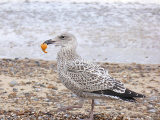 Seagull on beach