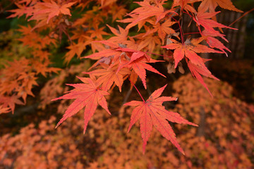 Colorful backround image of fallen autumn leaves for background