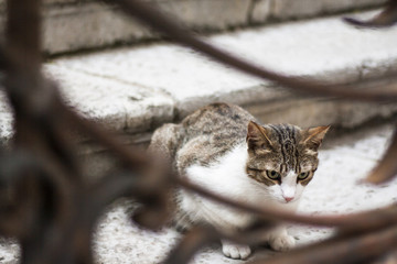 white and grey cat crouched on a stone staircase, behind metal fence of a decorated gate in...
