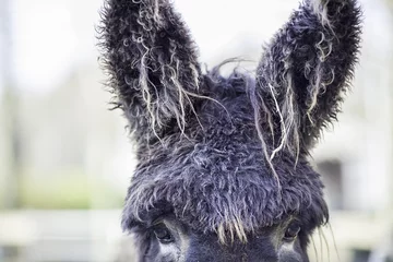 Crédence de cuisine en verre imprimé Âne Bad hair day for a French poitou donkey with very hairy ears