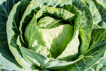 Fototapeta na wymiar Soft focus of Big cabbage in the garden