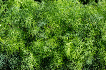 Fresh dill green background with drops of dew