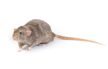 Brown rat male