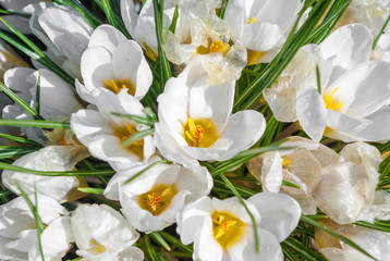 Spring white flowers