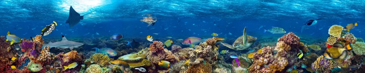 Foto op Plexiglas Panorama kleurrijke super brede onderwater koraalrif panorama banner achtergrond met veel vissen schildpadhaai en zeeleven
