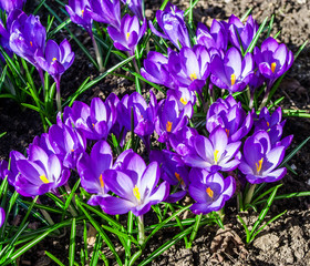 Spring fiolet flowers. Crocus
