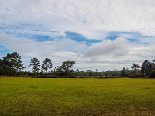 grass field with blue sky background