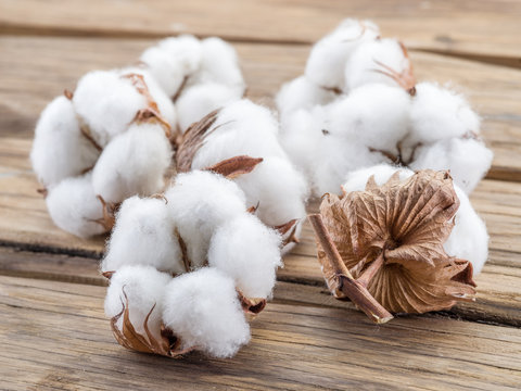 Fluffy cotton ball of cotton plant on the wooden table.