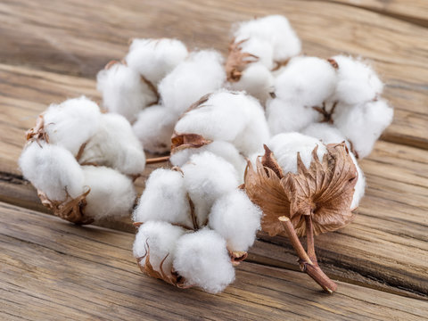 Fluffy cotton ball of cotton plant on the wooden table.