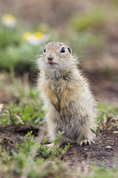 European souslik (Spermophilus citellus) standing, Slovakia, Europe, June 2008