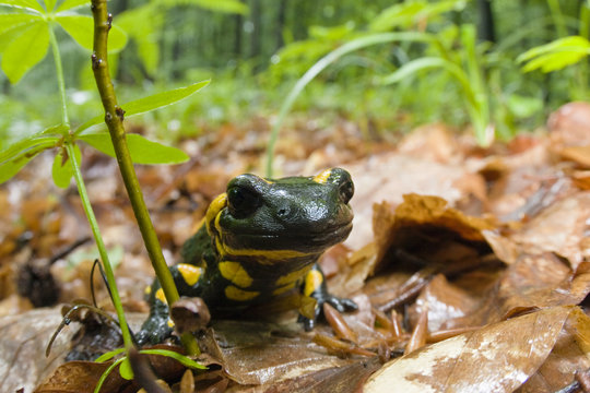 European / Fire salamander, (Salamandra salamandra) portrait, Male Morske Oko Reserve, Slovakia, Europe, June 2008