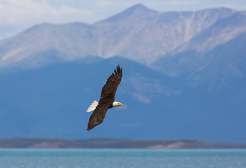 Obraz premium bald eagle wildlife