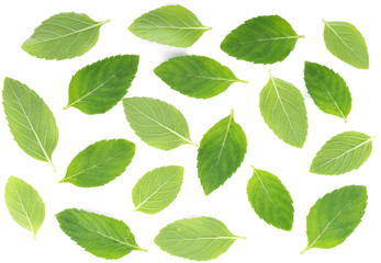 Fototapeta premium Peppermint on white background