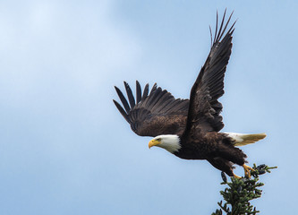 bald eagle wildlife