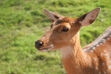 Deer, animals, mammals, they are beautiful.