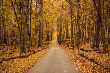 Obraz premium narrow asphalt road in colorful autumn forest, vintage filtered style 