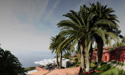 Terrace with beautiful old palm trees overlooking the ocean in Tenerife, Canary Islands