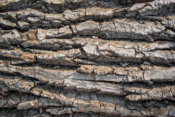 The bark of the tree, texture background old wood