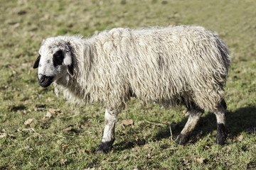 Sheep from Mongolia. Ewe shown in profile with wooly coat.