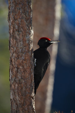 Close-up of black woodpecker perching on tree trunk