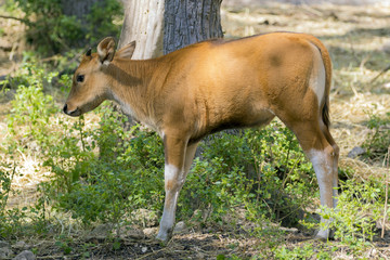Naklejka na ściany i meble Image of a red calf on nature background. wild animals.