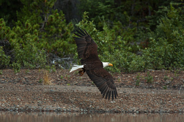 bald eagle wildlife