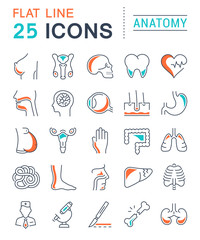 Naklejka premium Set Vector Flat Line Icons Anatomy
