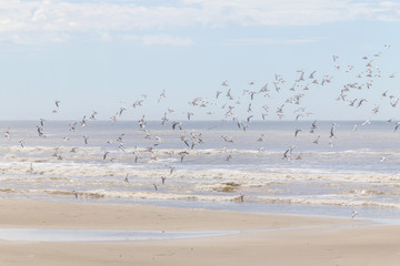 Common Tern flying