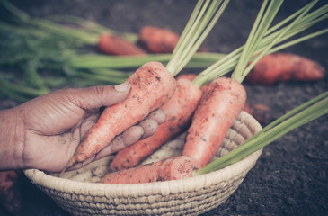 Organic carrots in the garden
