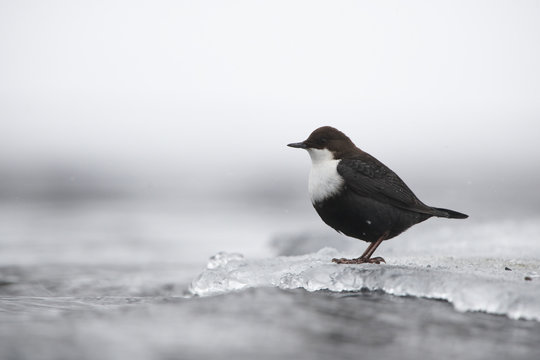 White throated dipper (Cinclus cinclus) on ice, Kitkajoki River, Finland, February 2009