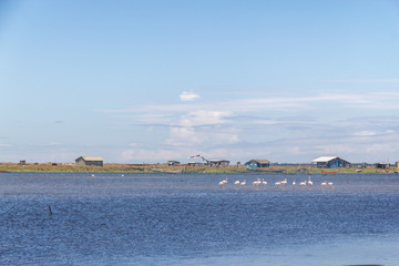 Group of Chilean Flamingos