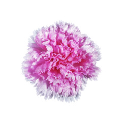 Pink artifical flower isolated