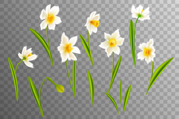 Narcissus. Vector realistic flowers. On a transparent background. - 136924687