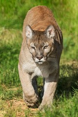 A puma coming towards the camera closeup