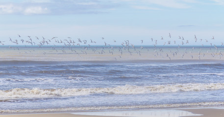 group of Common Tern flying