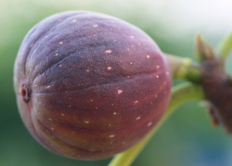 Fresh organic common fig