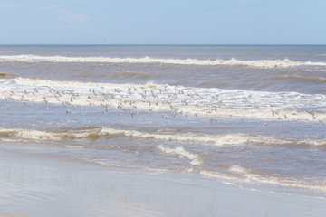 group of Sanderlings flying