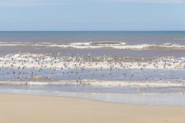 group of Sanderlings flying