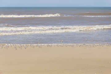 group of Sanderlings flying