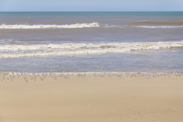 Fototapeta na wymiar group of Sanderlings flying