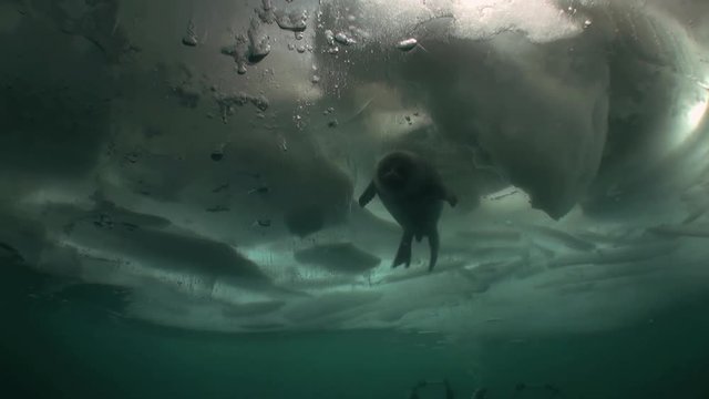 Nerpa in underwater ice of Lake Baikal in Siberia, Russia. Clean cold blue snow Deep extreme diving. Very beautiful. Scenic spot wildlife.
