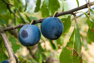 Plums