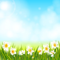 Spring background with daffodil narcissus flowers, green grass, swallows and blue sky. - 136925228