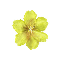 Fototapeta na wymiar Yellow artifical flower isolated