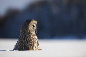 Female Great grey owl perching in snow, Oulu, Finland