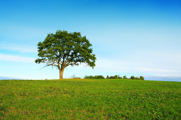 Fototapeta na wymiar Single tree and blue sky .