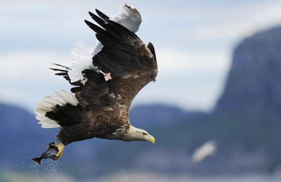 White tailed sea eagle carrying fish with gull  flying above